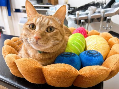 新卒歓迎｜一次診療から専門診療まで学べる！動物看護師募集中！