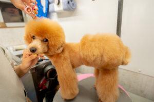 トリミングカーをお任せできるトリマー募集｜週2〜3日からOK