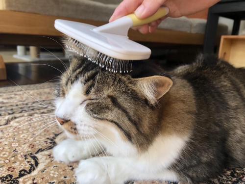 【2027新卒/動物看護師】採用エントリー受付中です！