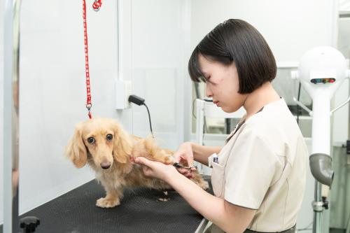 上質さにこだわるトリマー大募集【王子ペットクリニック】