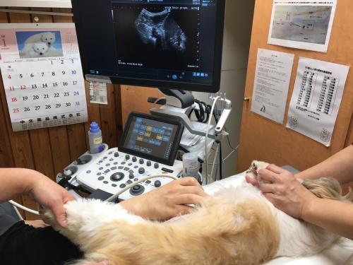 【獣医師・横浜市旭区】若手から手術に挑戦｜幅広い症例で成長を