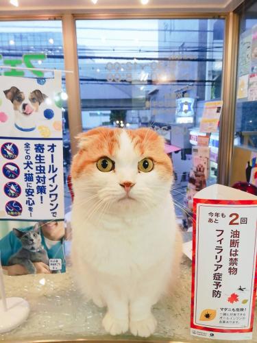 動物看護師募集！
