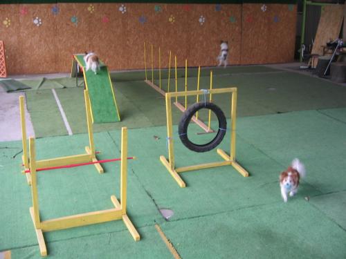 動物看護士：　アルバイト募集　未経験OK。　実習生も歓迎。