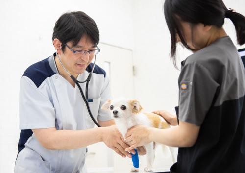 【18時診察終了！】動物看護師募集！