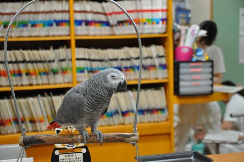 心をグッとつかむ看護師を目指して！動物看護師募集！