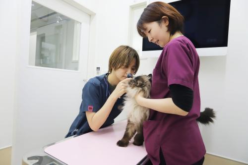 【動物看護師・大森】トリマー別在籍で看護に専念！専門性を磨く