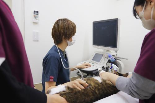 【動物看護師・大森】トリマー別在籍で看護に専念！専門性を磨く