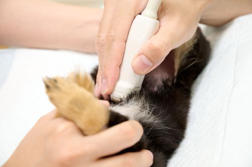 【愛玩動物看護師・瀬谷】子育てと両立！ショップ併設の動物病院
