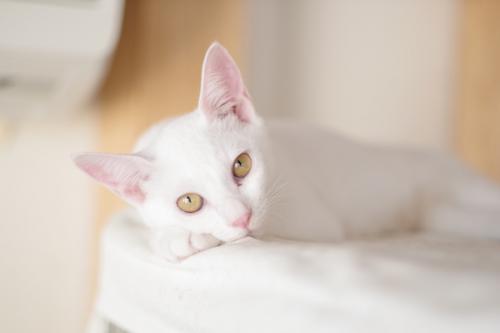 【保護猫カフェ・保護猫シェルター】飼育スタッフ(豊島区大塚)