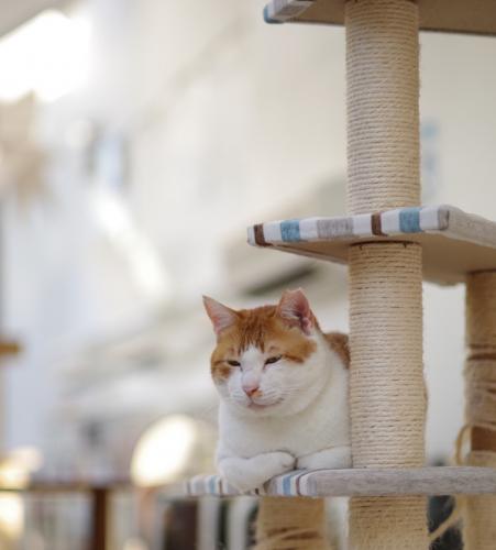 【保護猫カフェ・保護猫シェルター】飼育スタッフ(豊島区大塚)