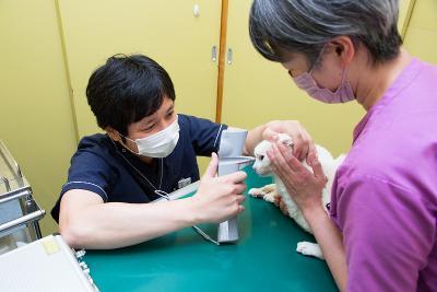 動物看護師募集