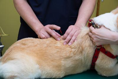 動物看護師募集