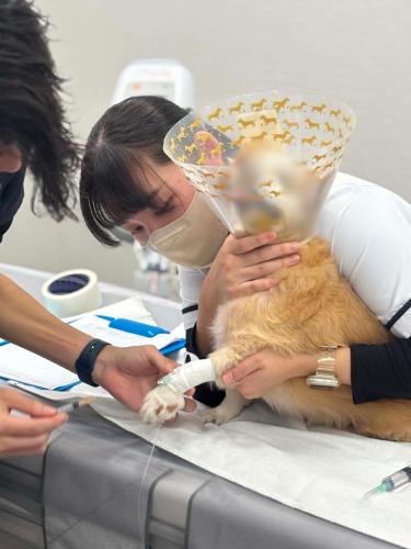 プリモ動物病院 星が丘 動物看護師募集！