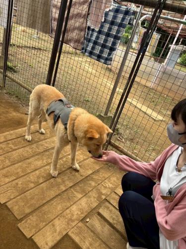 【トレーナー】保護犬社会化もサポート ※経験者のみ