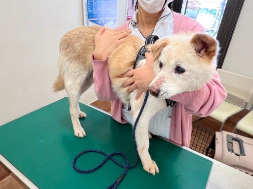 【愛玩動物看護師】10月開院☆新しいチームで資格を活かし活躍