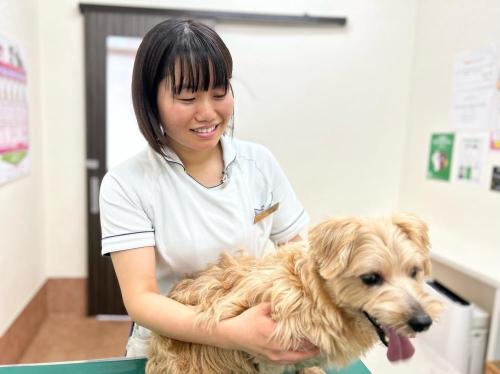 【トレーナー】保護犬社会化もサポート ※経験者のみ