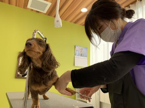 動物病院併設トリミングサロンでのトリマーさん募集