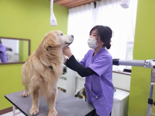 動物病院併設トリミングサロンでのトリマーさん募集