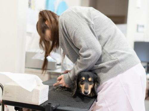【動物看護師・あま市】あなたがいて良かったと言われる動物病院