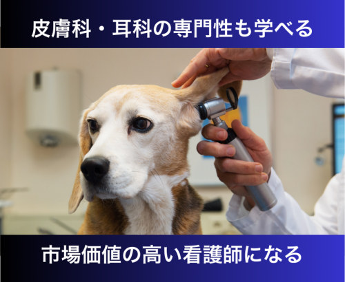 【流山市】愛玩動物看護師・ケアスタッフ｜月35万円を目指せる