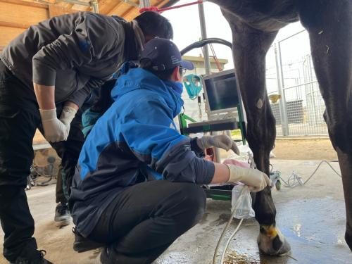 馬の獣医師として私たちと働きませんか？【北海道・愛知・滋賀】