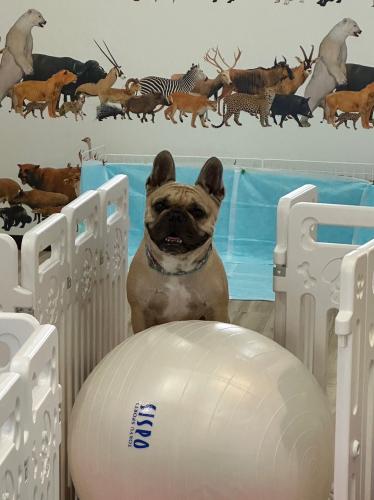 犬の保育園でのトリマー募集！ノルマなし♪