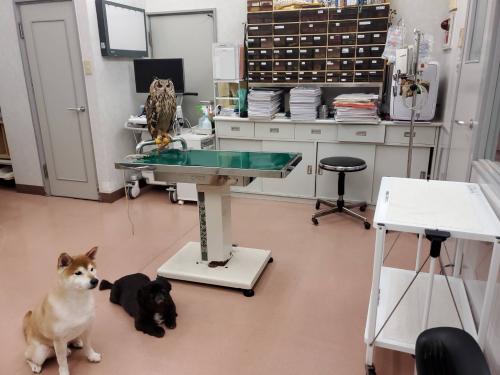 【板橋区】動物看護師，看護スタッフ募集　まえざわどうぶつ病院