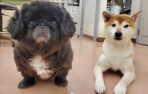 【板橋区】動物看護師，看護スタッフ募集　まえざわどうぶつ病院