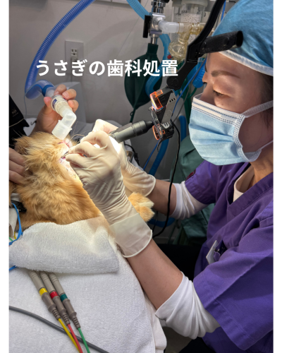動物看護師　経験者アルバイト募集