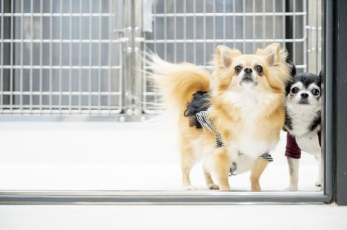 【新卒向け】蒲田どうぶつ医療センター　獣医師募集