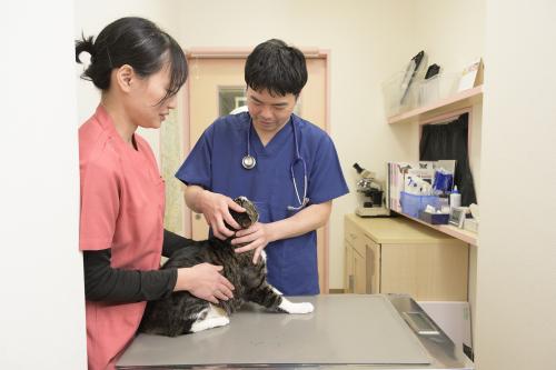 杉並区で獣医師(院長候補)を募集中