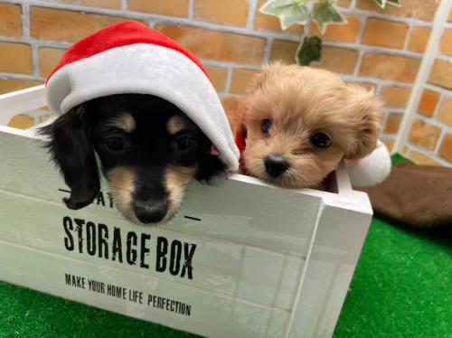 池袋駅すぐ！犬猫に関する経験者さん募集！ペットショップ店員