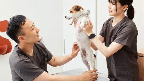 【正社員】KINS WITH動物病院立川院 / 獣医師