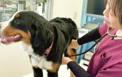 【正社員】KINS WITH動物病院新院※府中/動物看護師