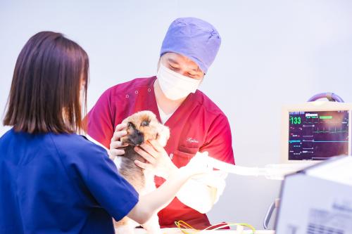 【パート獣医師】家庭と両立しながら安心勤務！ブランク歓迎◎
