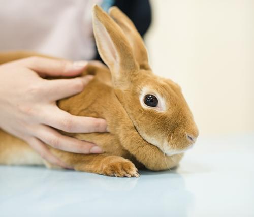 ★オープニングスタッフ募集★東京・江東区★動物病院トリミング