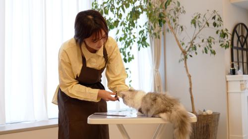 Tailor Vet Care 院長（往診拠点の最高責任者）