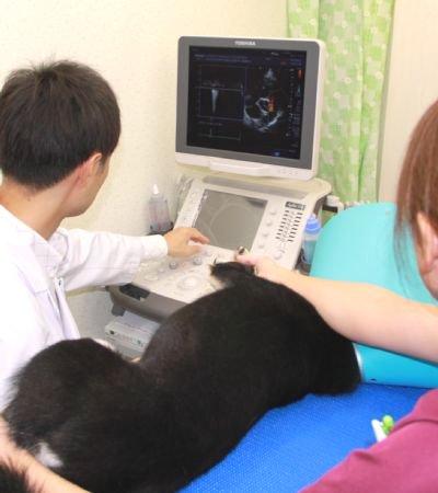 動物看護師募集です