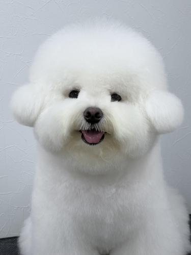 トリマーさん、募集します！！