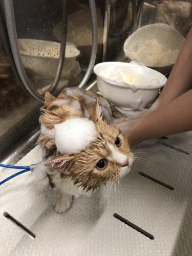 【常勤講師・講師アシスタント】トリマー、トリマーアシスタント