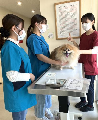 【講師・講師アシスタント】動物看護師