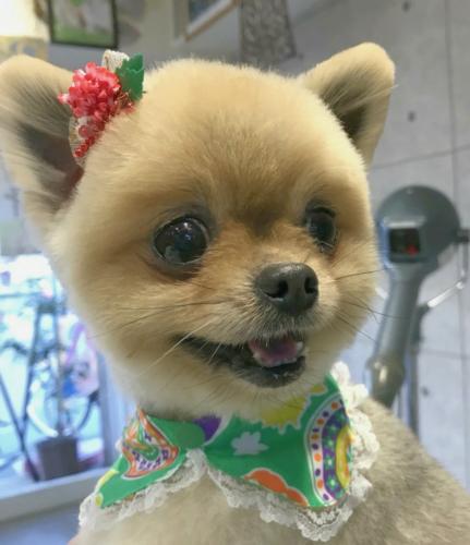 トリマー&店内補助スタッフ大募集中☆        