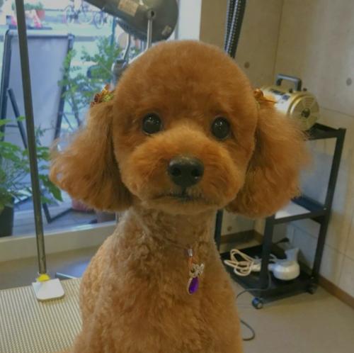 トリマー&店内補助スタッフ大募集中☆        