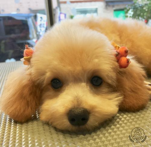 トリマー&店内補助スタッフ大募集中☆        