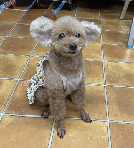 動物看護師さん募集