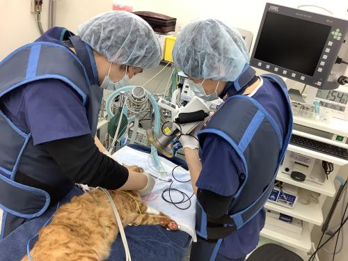 動物看護師（正社員）｜専門も一次診療も学べる病院