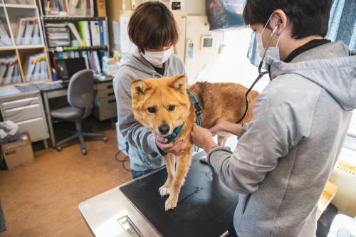 保護犬シェルター獣医師募集