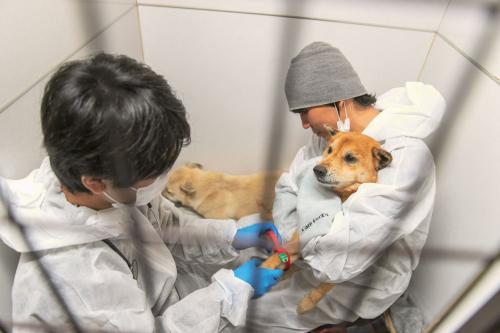 保護犬シェルター獣医師募集