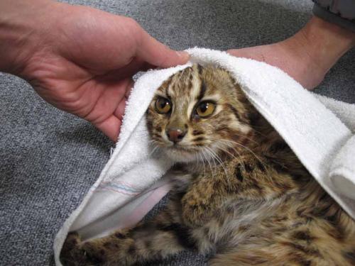 動物看護・動物飼育のスタッフ募集