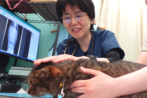 愛玩動物看護師｜高輪台院｜動物医療センターPecoグループ